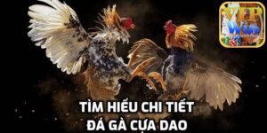 Tìm hiểu đá gà cựa dao