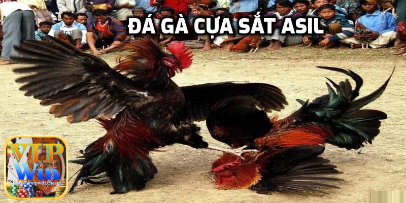 Giống gà Asil đem đến các trận đấu thú vị