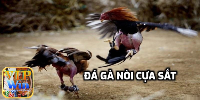 Đá gà nòi cựa sắt