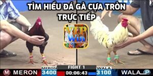 Tìm hiểu đá gà cựa tròn trực tiếp