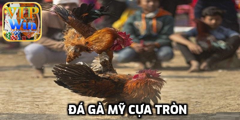 Hình thức đá gà cựa tròn được yêu thích