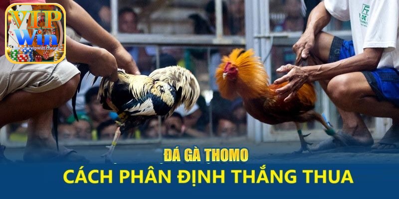 Phân định thắng thua trong đá gà