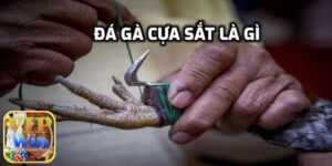 Tìm hiểu đá gà cựa sắt là gì?