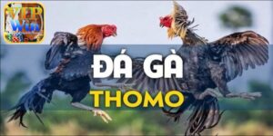 Đá gà Thomo là gì?