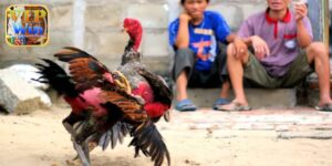Hệ Thống Trực Tuyến Hiện Đại, Hình Ảnh Full HD